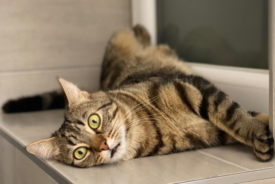 Vermisstmeldung Katze Männliche , 5 jahre Curtilles Schweiz