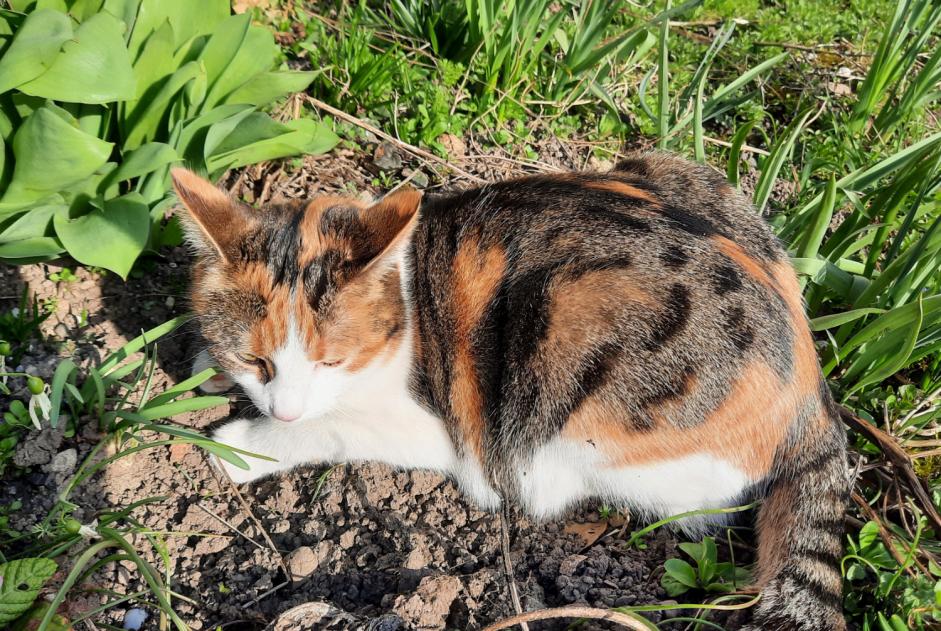Vermisstmeldung Katze Weiblich , 2 jahre Elgg Schweiz Vermisstmeldung Katze Weiblich , 2 jahre Elgg Schweiz