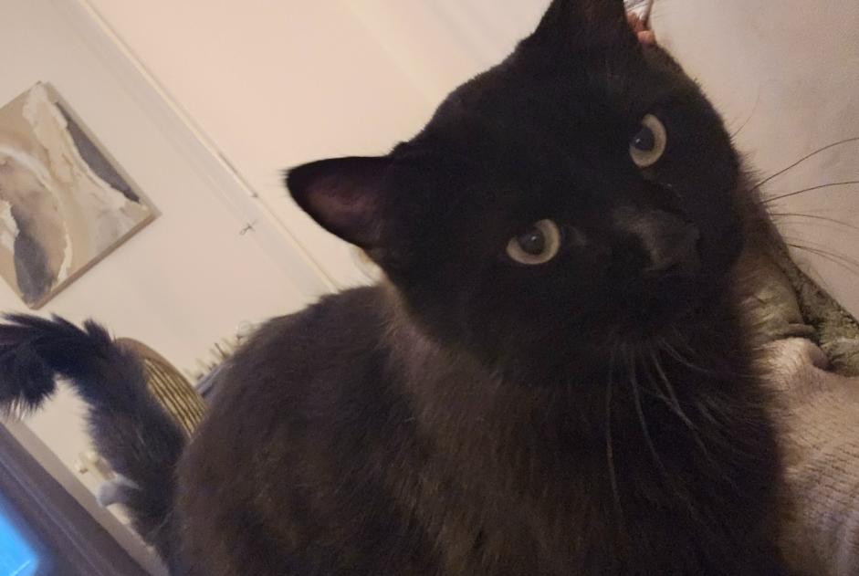 Disappearance alert Cat Male , 1 years La Tour-de-Peilz Switzerland Disappearance alert Cat Male , 1 years La Tour-de-Peilz Switzerland
