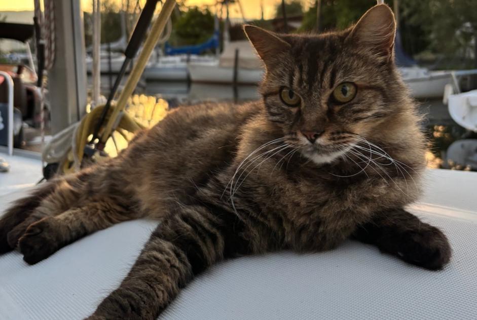Alerta de Desaparición Gato cruce Macho , 10 años Misery-Courtion Suiza Alerta de Desaparición Gato cruce Macho , 10 años Misery-Courtion Suiza
