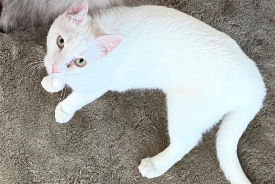Alerta de Desaparición Gato cruce Macho , 2026 años Tannay Suiza