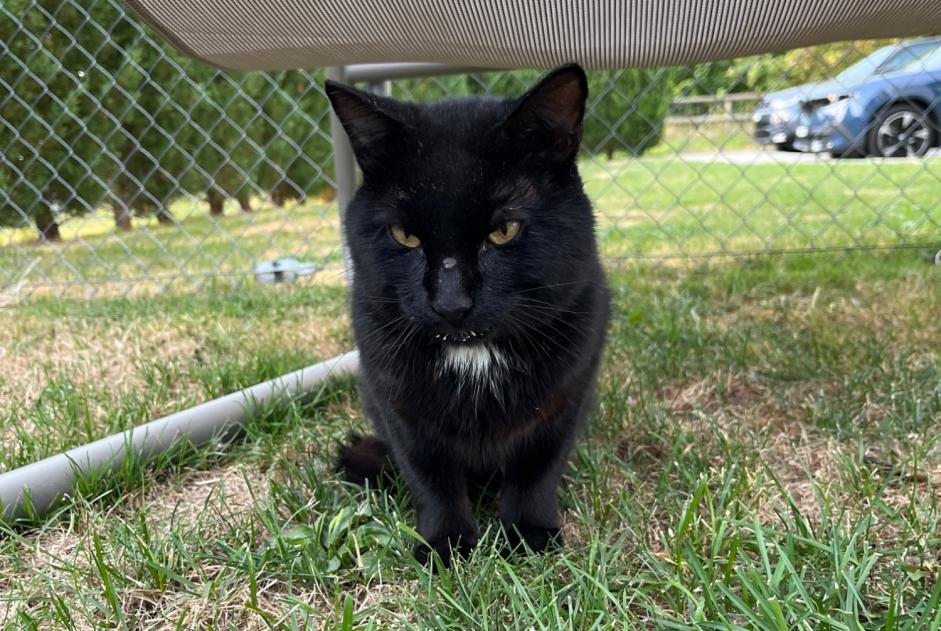Alerta de Hallazgo Gato Desconocido Savigny Suiza Alerta de Hallazgo Gato Desconocido Savigny Suiza