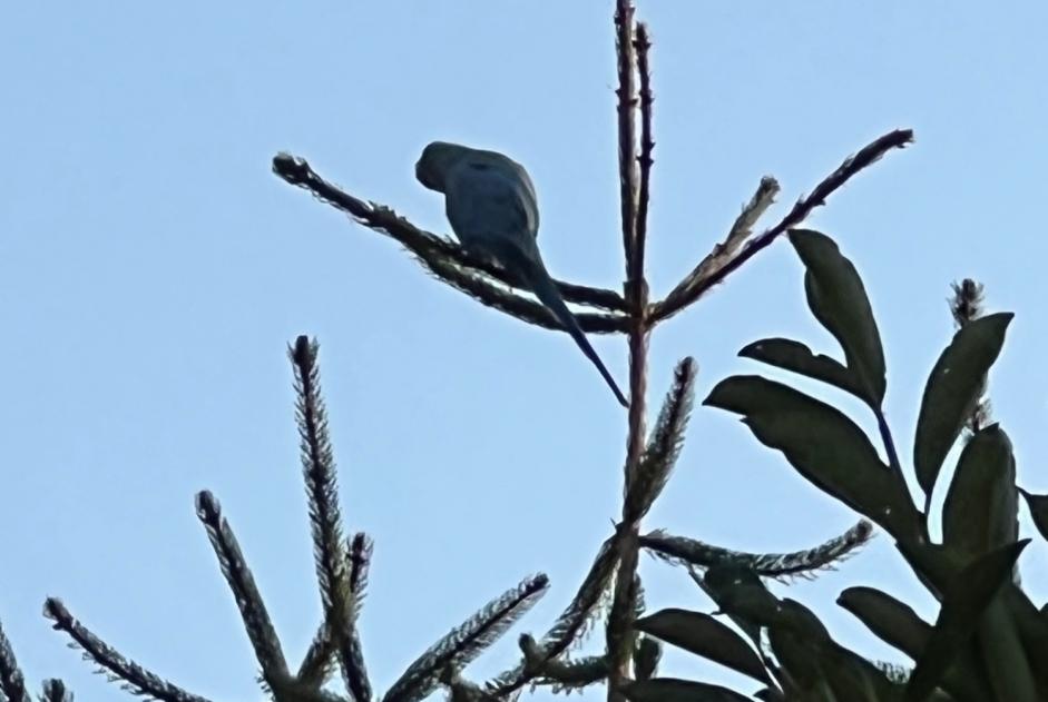 Alerta de Hallazgo Pájaro Desconocido Payerne Suiza