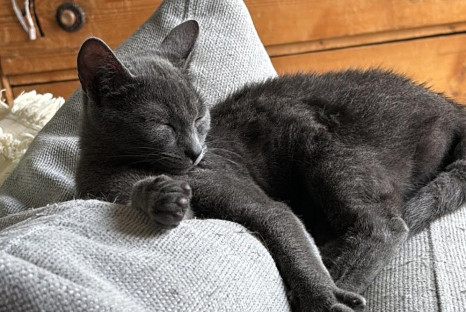 Alerte Disparition Chat Femelle , 3 ans La Neuveville Suisse Alerte Disparition Chat Femelle , 3 ans La Neuveville Suisse