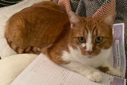 Alerte Disparition Chat croisement Mâle , 7 ans Bernex Suisse