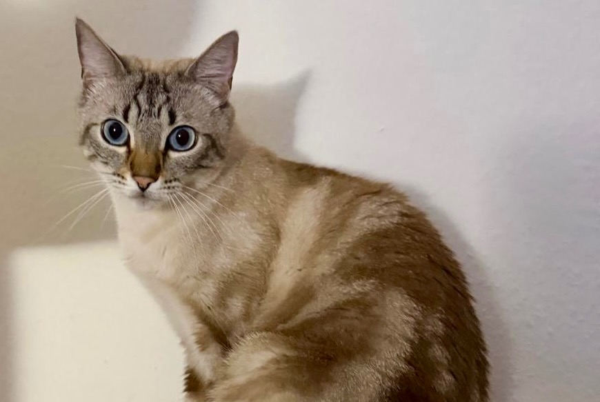 Alerte Disparition Chat croisement Mâle , 3 ans Chêne-Bourg Suisse