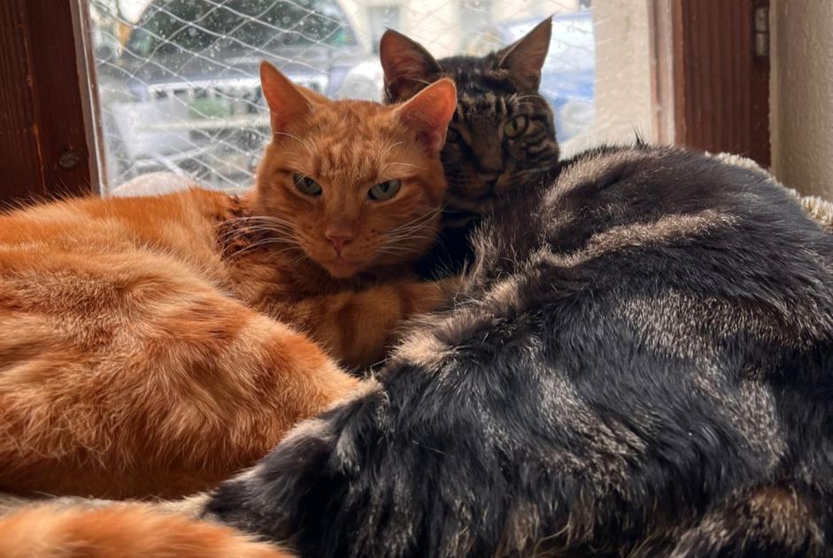 Alerte Disparition Chat Mâle , 3 ans La Chaux-de-Fonds Suisse Alerte Disparition Chat Mâle , 3 ans La Chaux-de-Fonds Suisse