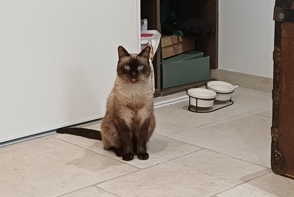 Alerte Disparition Chat croisement Mâle , 13 ans Martigny Suisse
