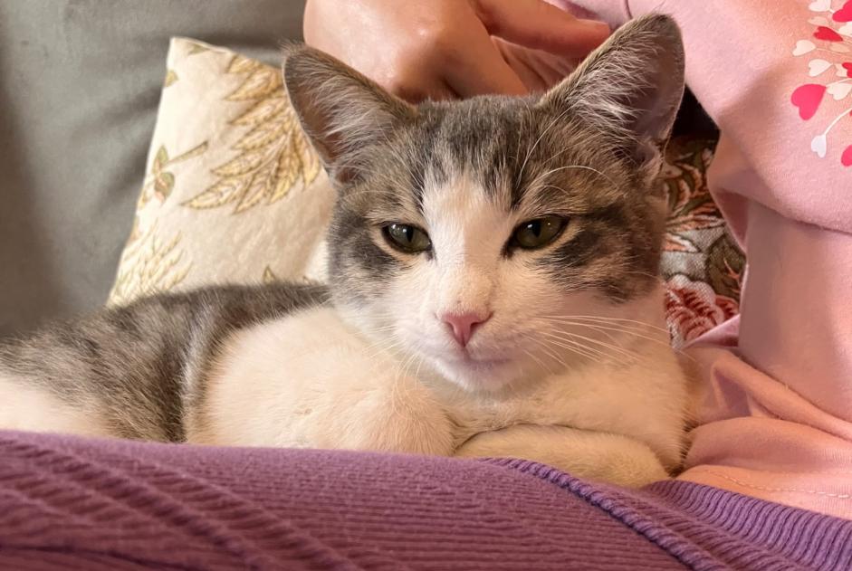 Alerte Découverte Chat Inconnu Noble-Contrée Suisse Alerte Découverte Chat Inconnu Noble-Contrée Suisse