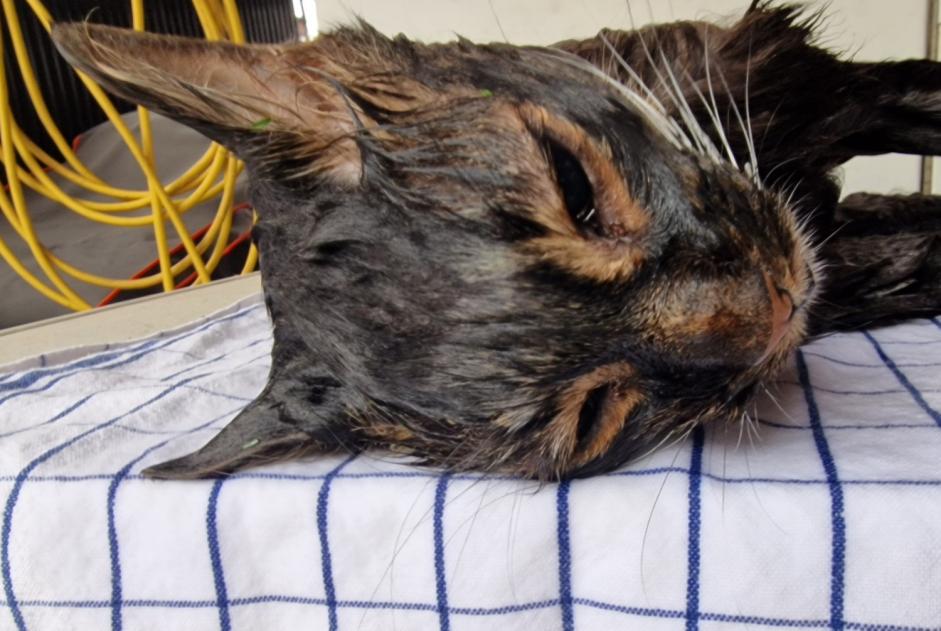 Alerte Découverte Chat Mâle Vétroz Suisse