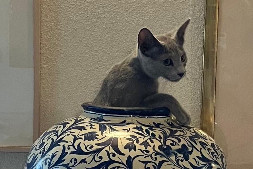 Avviso scomparsa Gatto Femmina , 1 anni Chardonne Svizzera Avviso scomparsa Gatto Femmina , 1 anni Chardonne Svizzera