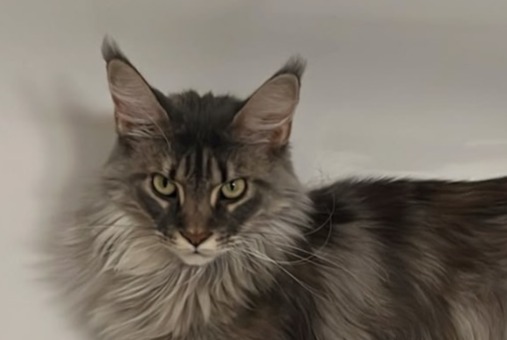Avviso scomparsa Gatto Femmina , 2 anni Lutry Svizzera Avviso scomparsa Gatto Femmina , 2 anni Lutry Svizzera