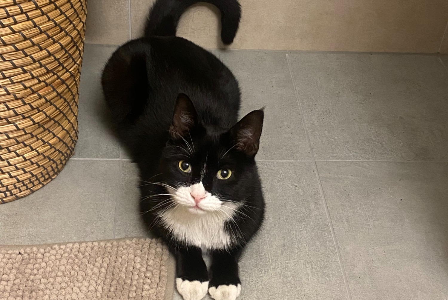 Avviso scomparsa Gatto Maschio , 5 anni Ecublens Svizzera Avviso scomparsa Gatto Maschio , 5 anni Ecublens Svizzera