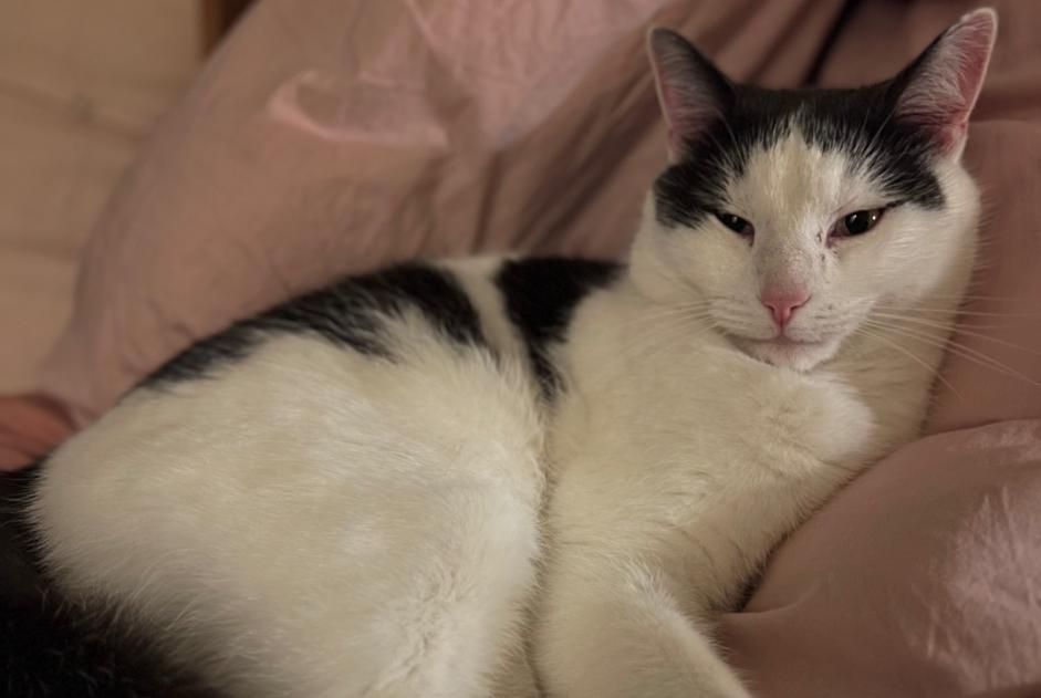 Avviso scomparsa Gatto Maschio , 3 anni Montilliez Svizzera Avviso scomparsa Gatto Maschio , 3 anni Montilliez Svizzera
