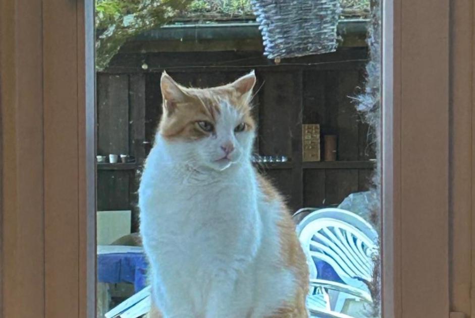 Avviso scomparsa Gatto incrocio di razze Maschio , 14 anni Tolochenaz Svizzera Avviso scomparsa Gatto incrocio di razze Maschio , 14 anni Tolochenaz Svizzera