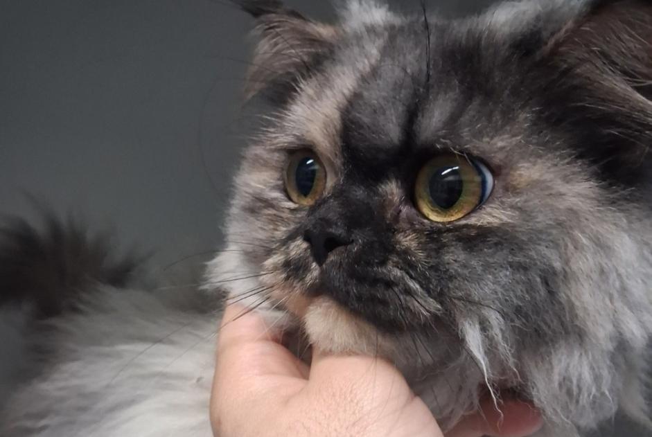 Avviso Ritrovamento Gatto  Femmina Chavannes-près-Renens Svizzera