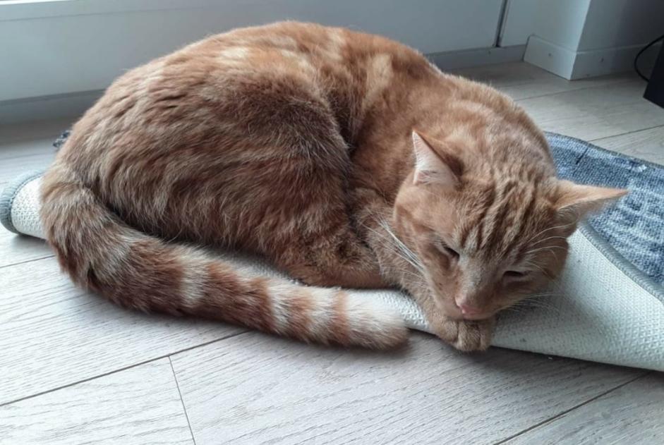 Alerta desaparecimento Gato  Macho , 9 anos Delémont Switzerland