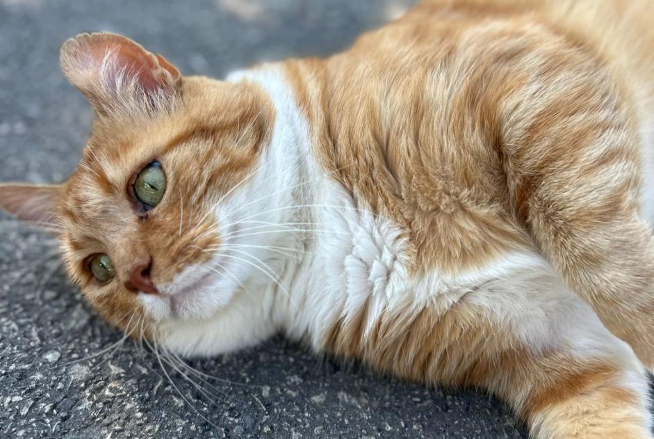 Alerta desaparecimento Gato cruzamento Macho , 7 anos Noble-Contrée Switzerland