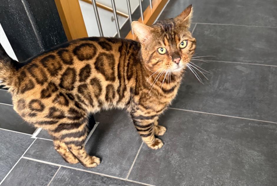 Alerta desaparecimento Gato Macho , 4 anos Moudon Switzerland Alerta desaparecimento Gato Macho , 4 anos Moudon Switzerland