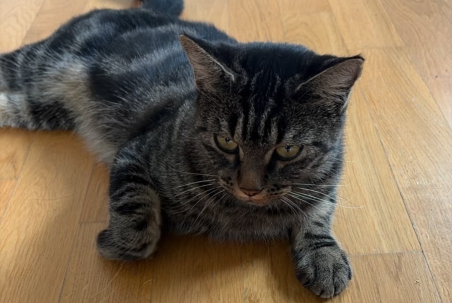 Alerta descoberta Gato Desconhecido Ecublens Switzerland Alerta descoberta Gato Desconhecido Ecublens Switzerland