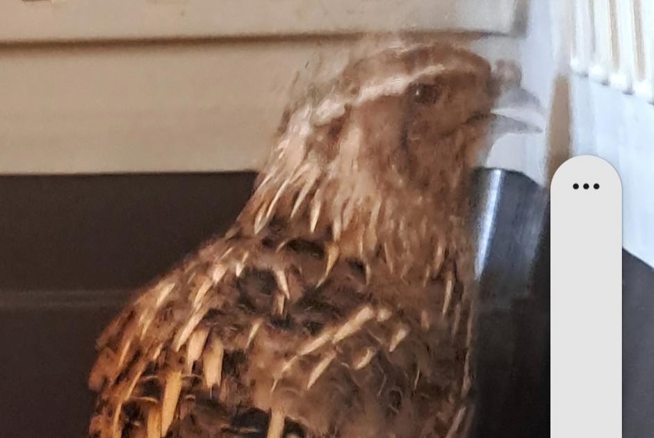 Alerta descoberta Pássaro Macho Haute-Sorne Switzerland